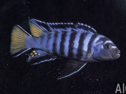 pseudotropheus_sp_elongatus_mpanga_m_2_20090509_1329840497