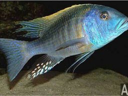 buccochromis_rhoadesi_20090509_1437523175