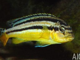 melanochromis_auratus_f_20090509_1732583803
