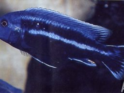 melanochromis_vermivorus_20090509_1233799419