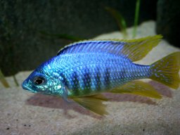 placidochromis_sp_jalo_reef_20090924_2059520026