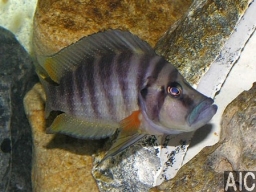 altolamprologus_compessiceps_red_fin_m_20090509_1968407328
