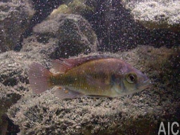 haplochromis_nuchisquamulatus_f_20090509_1483026071