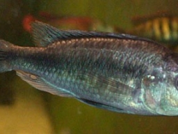 haplochromis_xenognatus_m_20090509_1961003888