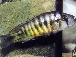 lipochromis_melanopterus_20090509_1758118585