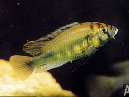 ptychromis_sp_yellow_belly_20090509_1558292610