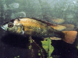 xyschichromis_nuchisquamulatus_20090509_1712019836